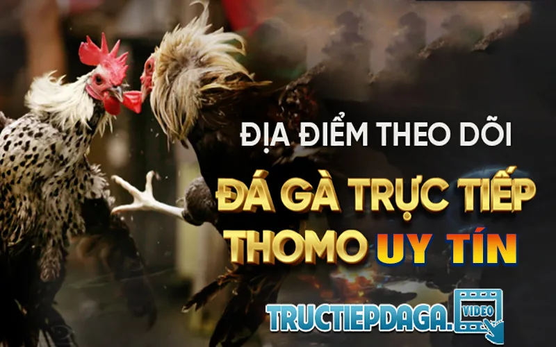 Địa chỉ xem Đá gà Thomo uy tín tại tructiepdaga.video