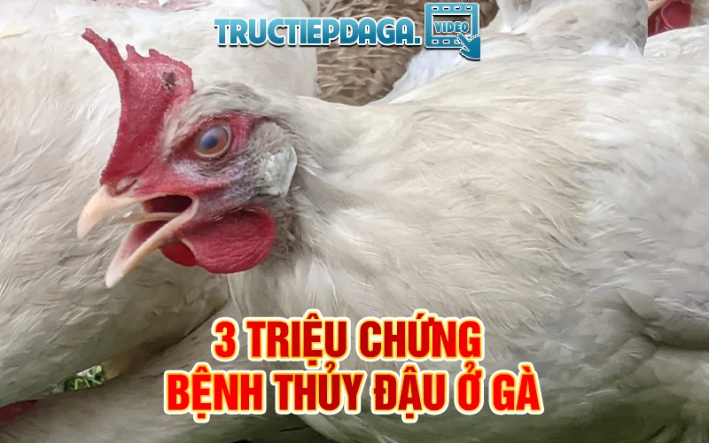 3 triệu chứng của bệnh thủy đậu ở gà