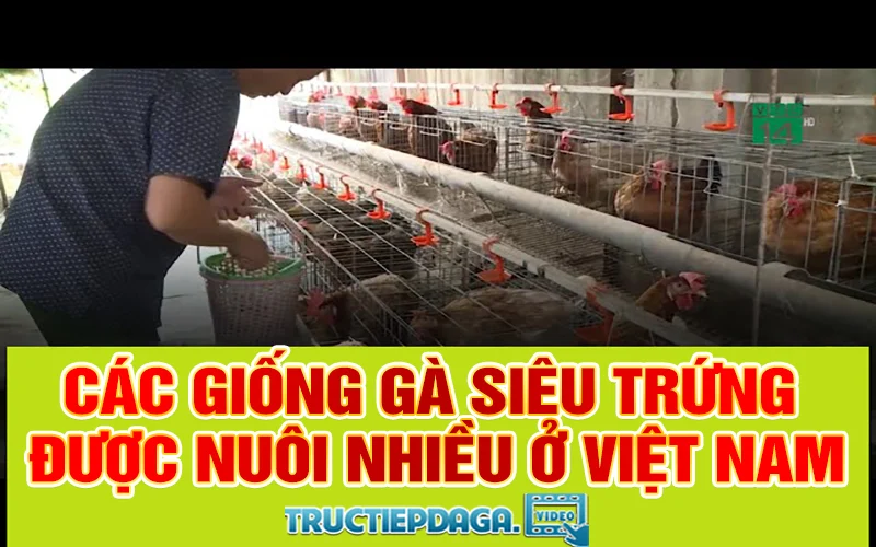 Các giống gà siêu trứng được nuôi nhiều ở Việt Nam