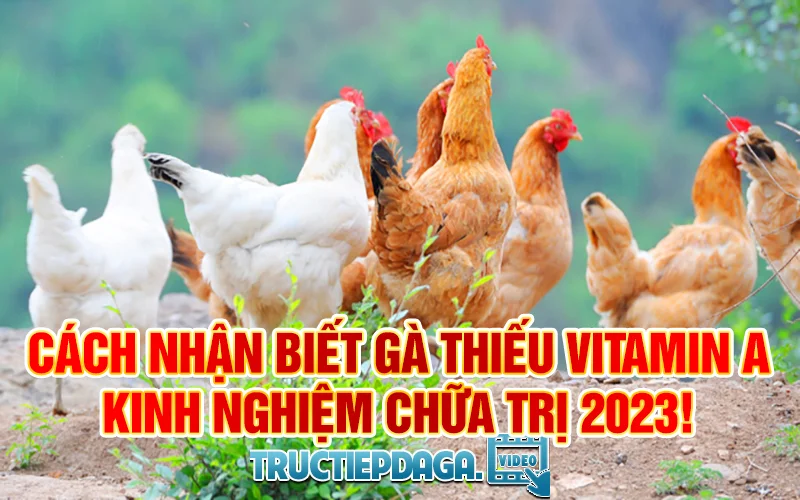 Cách nhận biết gà thiếu vitamin A và kinh nghiệm chữa trị 2023!