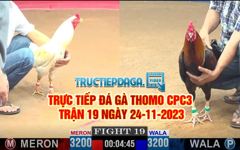Trực tiếp Đá gà Thomo CPC3 trận 19 ngày 24-11-2023