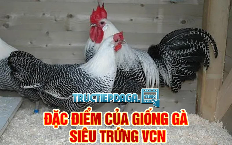 Đặc điểm của giống gà siêu trứng thả vườn VCN