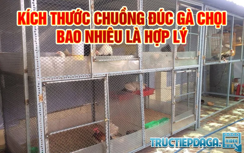 Kich-thuoc-chuong-ga-choi-bao-nhieu-la-hop-ly