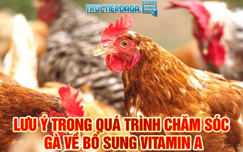 Lưu ý trong quá trình chăm sóc gà về bổ sung vitamin A