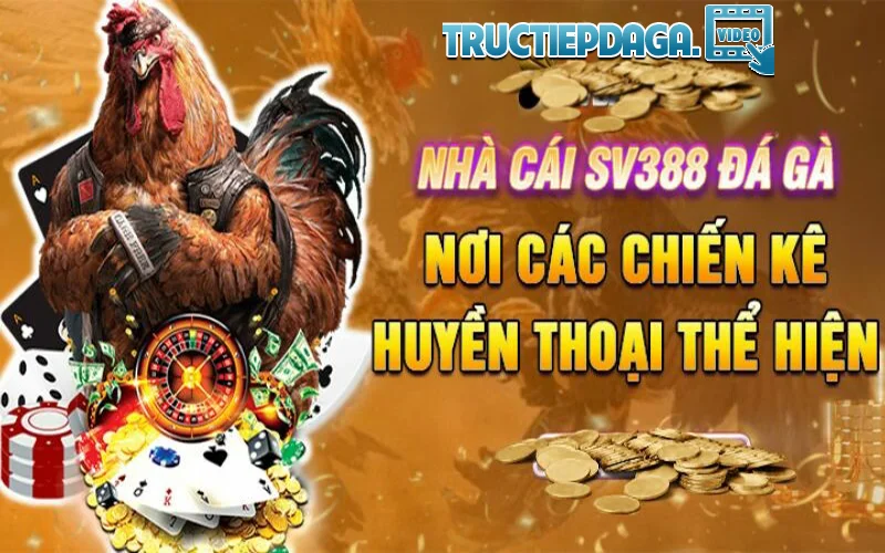 Tại sao đá gà trực tiếp SV388 tốt nhất Việt Nam?