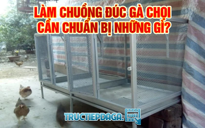 lam-chuong-duc-ga-choi-can-chuan-bi-nhung-gi