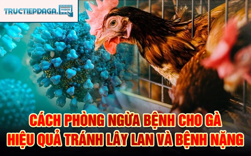Cách phòng ngừa bệnh cho gà hiệu quả tránh lây lan và bệnh nặng