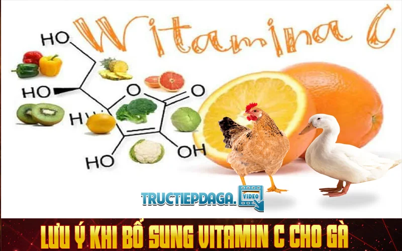 Lưu ý khi bổ sung Vitamin C cho gà