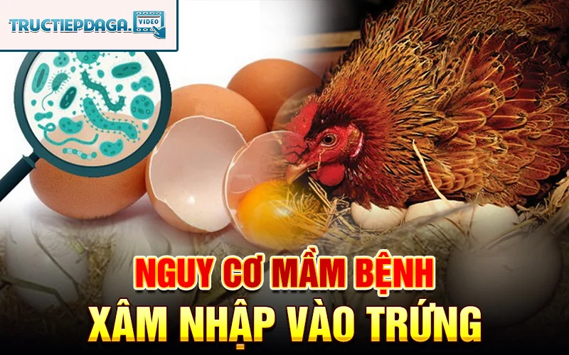 Có nhiều nguy cơ mầm bệnh xâm nhập vào trứng 