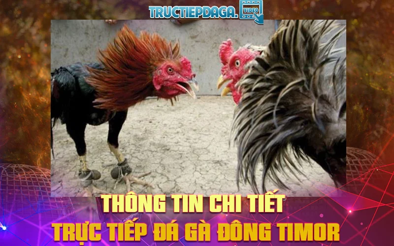Thông tin chi tiết nhất về trực tiếp đá gà Đông Timor!