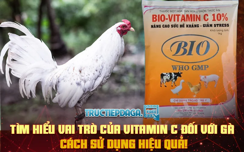 Tìm hiểu Vai trò của Vitamin C đối với gà - Cách sử dụng hiệu quả!