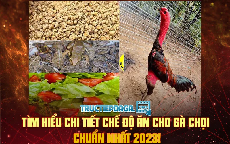 Tìm hiểu chi tiết Chế độ ăn cho gà chọi chuẩn nhất 2023!