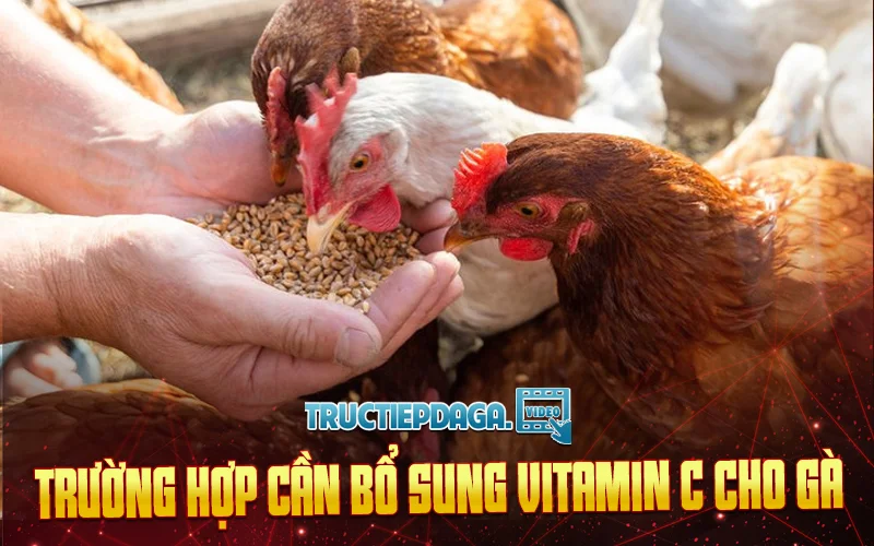 Những trường hợp cần bổ sung Vitamin C cho gà