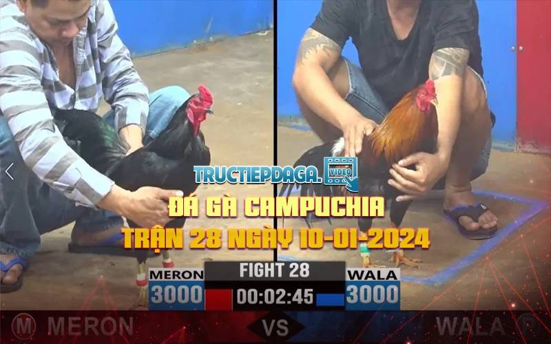 Đá gà Campuchia trận 28 ngày 10-01-2024