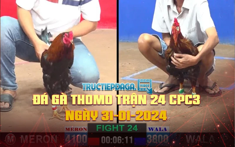 Đá gà Thomo trận 24 CPC3 ngày 31-01-2024
