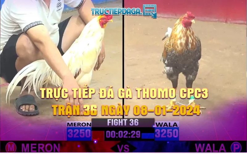 Trực tiếp Đá gà Thomo cpc3 trận 36 ngày 08-01-2024