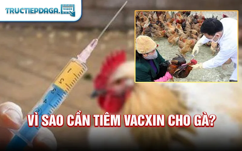 Vì sao cần tiêm vacxin cho gà?